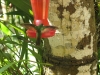 Kolibri im Hotelgarten