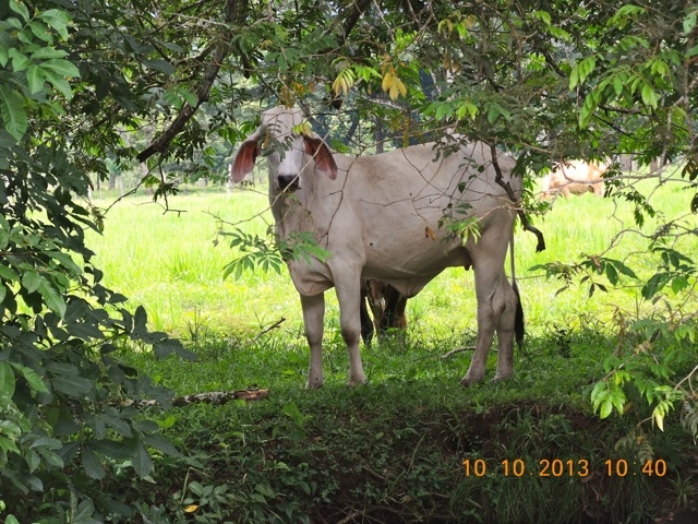 Holsteiner Kuh