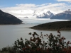 Der Gletscher Perito Moreno, vorn ein blühender Baum
