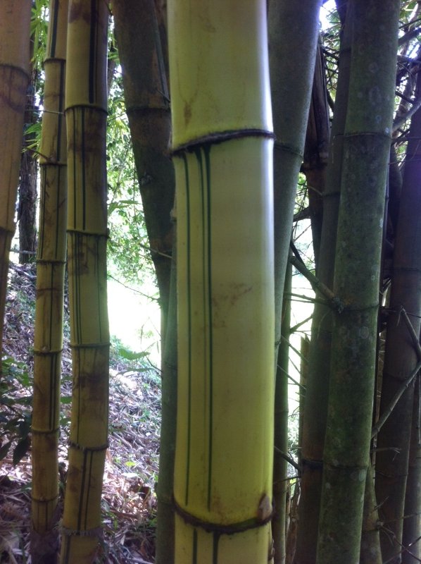 BambusBambus